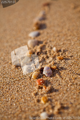 Image of Trail of shells