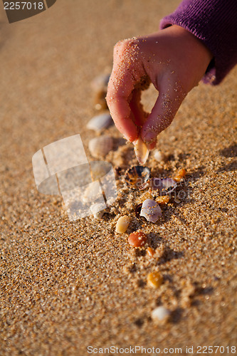 Image of Playing with shells