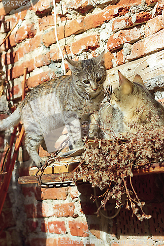 Image of cats playing outside