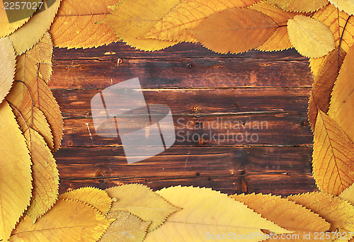 Image of cherry faded leaves frame