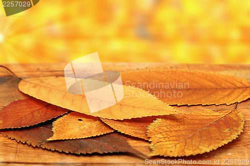 Image of cherry leaves in beautiful autumn setting