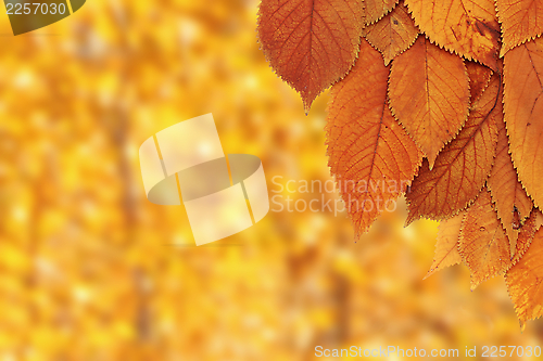 Image of cherry leaves over forest background