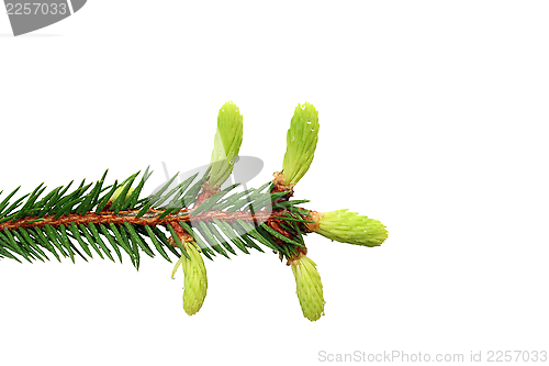 Image of fir branch with buds