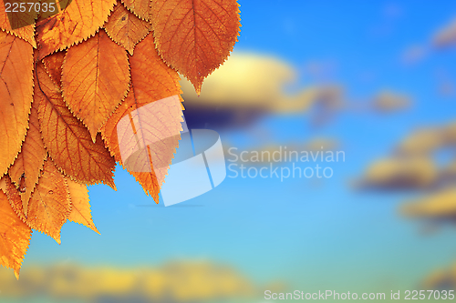 Image of golden leaves in autumn