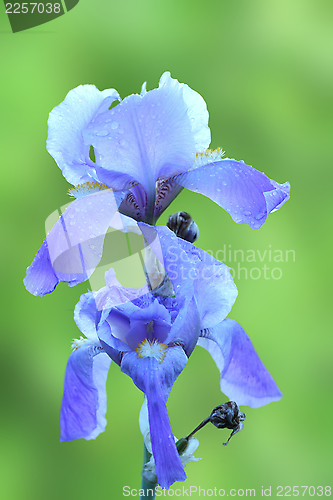 Image of iris germanica
