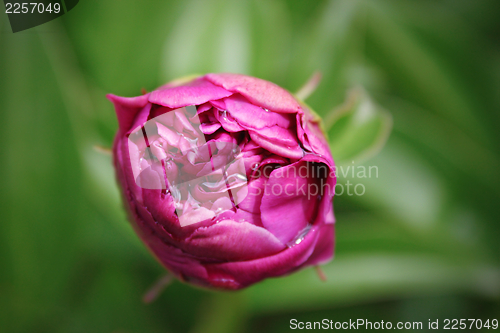 Image of pink peony bud