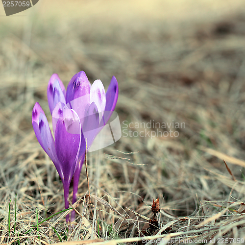 Image of purple spring wild flower