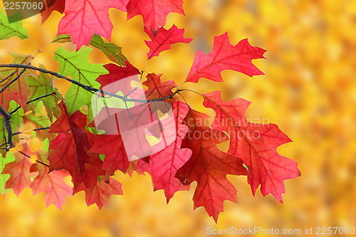 Image of red leaves in autumn
