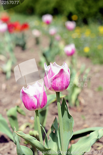 Image of white and pink tulip
