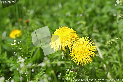 Image of yellow dandelion flowers