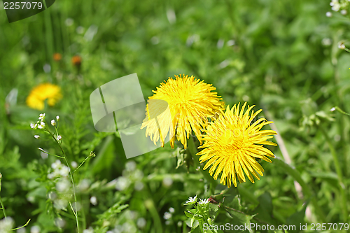 Image of yellow dandelion flowers