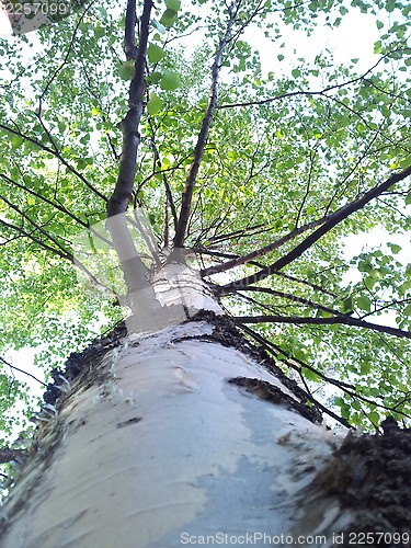 Image of Birch tree