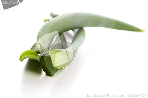 Image of Aloe vera - herbal medicine 