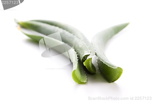 Image of Aloe vera - herbal medicine 