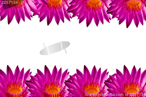 Image of Pink lotus on isolate white background