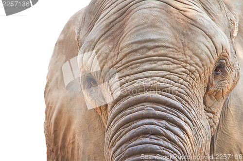 Image of Eye of an elephant (Elephas maximus)