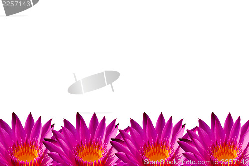 Image of Pink lotus on isolate white background
