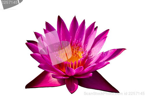 Image of Pink lotus on isolate white background