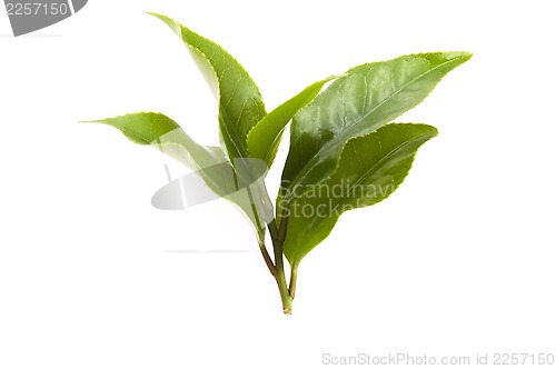 Image of fresh tea leaves isoalted on the white background