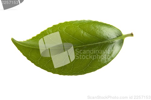Image of fresh tea leaves isoalted on the white background