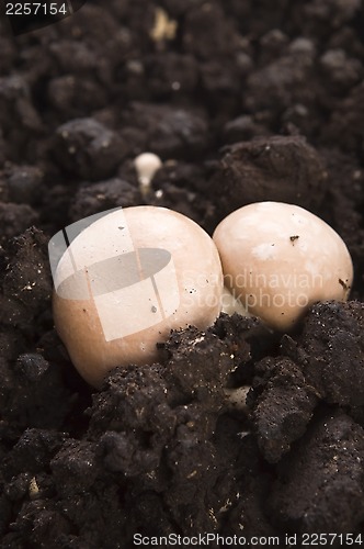 Image of growing mushrooms