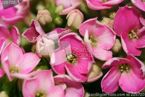 Image of Macro pink flower