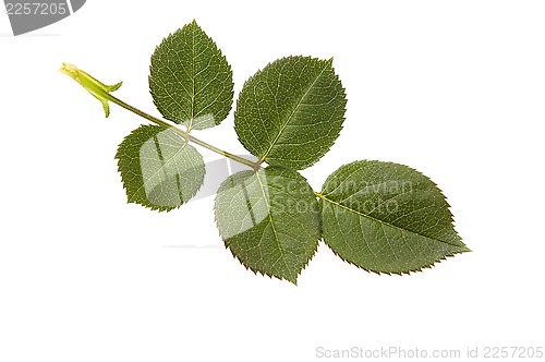 Image of rose leaf 