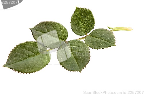 Image of rose leaf 