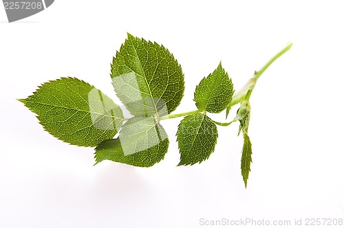 Image of rose leaf 