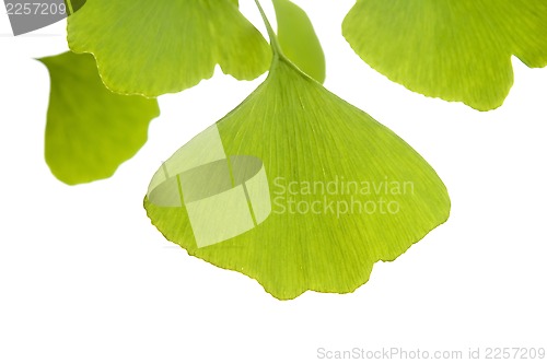 Image of Ginkgo biloba leaf isolated on white