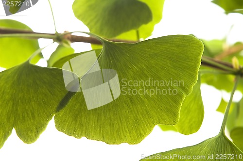 Image of Ginkgo biloba leaf isolated on white