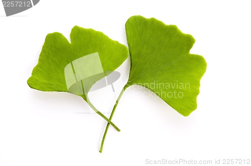 Image of Ginkgo biloba leaf isolated on white