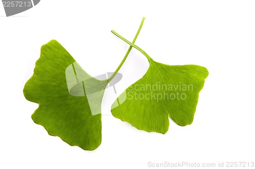 Image of Ginkgo biloba leaf isolated on white