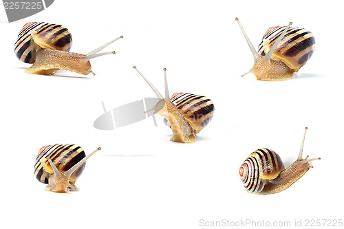 Image of snails on white background