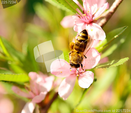 Image of bee on cherry