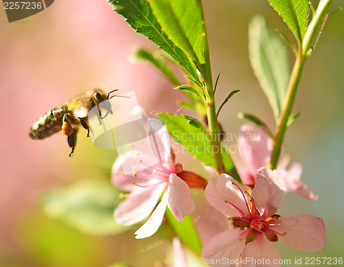 Image of flying bee