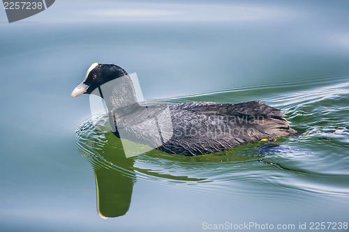 Image of coot at starnberg lake