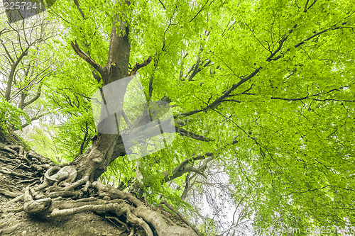 Image of spring leaf