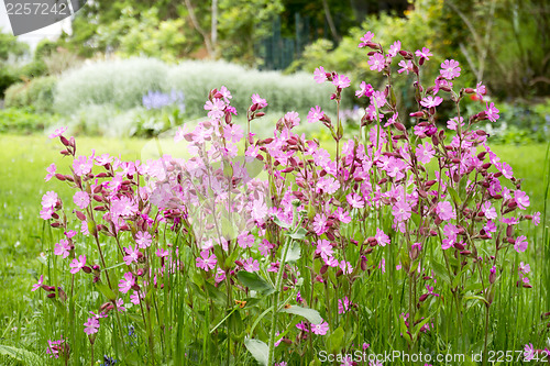 Image of nice garden flowers