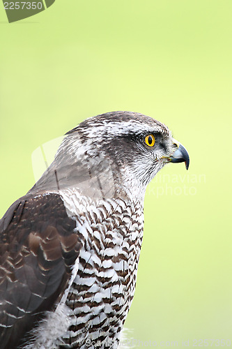 Image of Accipiter gentilis