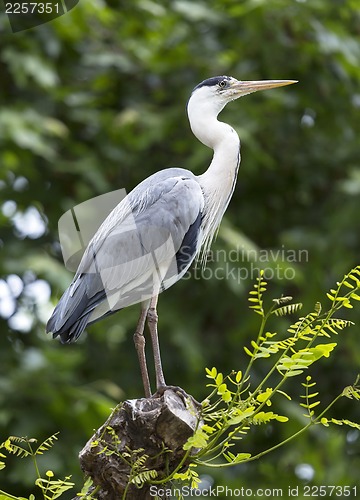 Image of Blue heron