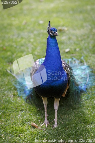 Image of Male peacock