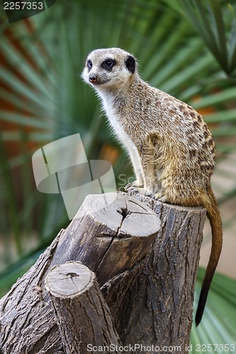 Image of Suricata Meerkat