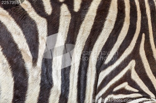 Image of Zebra skin texture