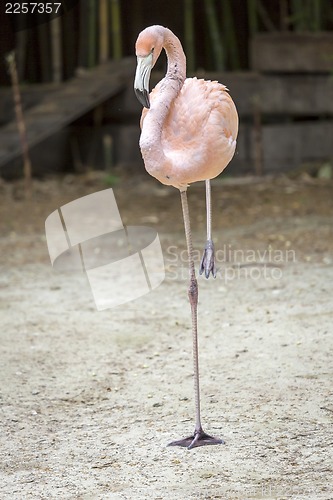 Image of Flamingo in resting
