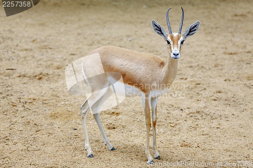 Image of Small gazelle