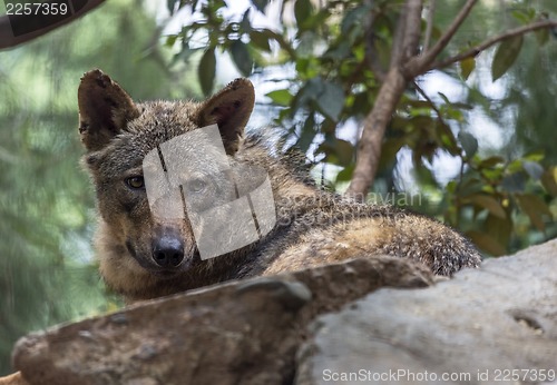 Image of Iberian Wolf