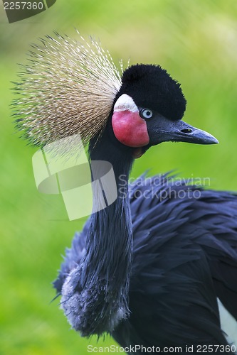 Image of crowned Crane