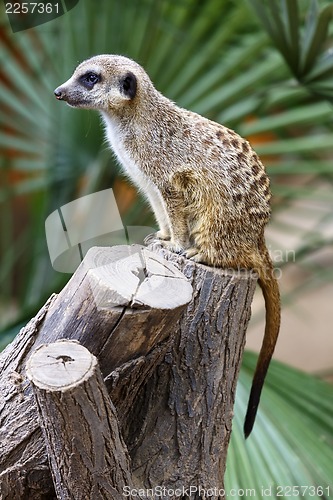 Image of Suricata Meerkat