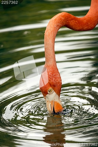 Image of flamingo drinking 